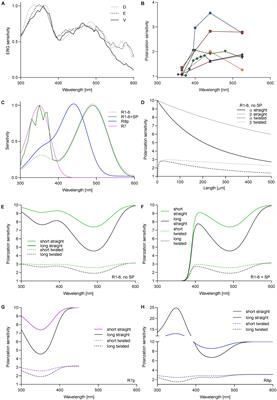 The Fly Sensitizing Pigment Enhances UV Spectral Sensitivity While Preventing Polarization-Induced Artifacts